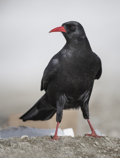 Pyrrhocorax pyrrhocorax - Red-billed chough